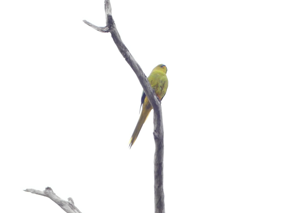Elegant Parrot - ML641836639