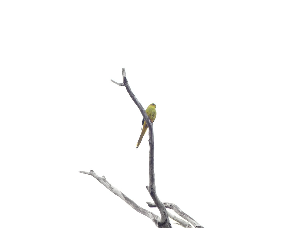 Elegant Parrot - ML641836640