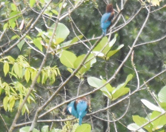 White-throated Kingfisher - ML641836642