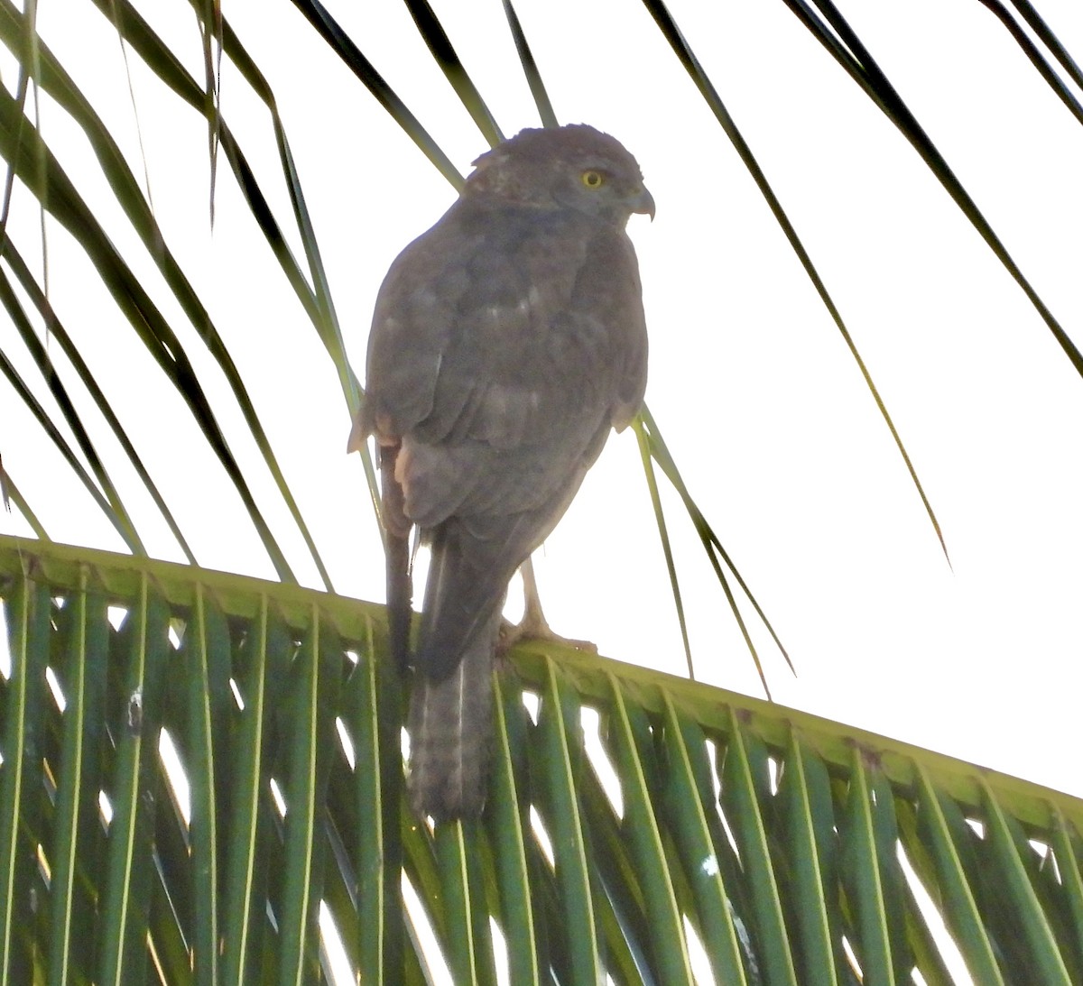 Collared Sparrowhawk - ML641836644