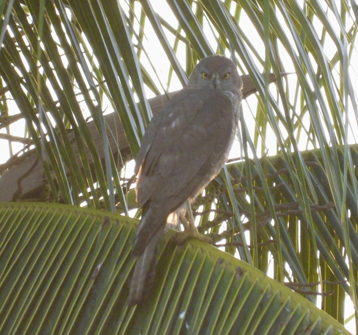 Collared Sparrowhawk - ML641836646