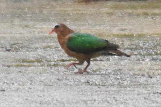 Asian Emerald Dove - ML641836649