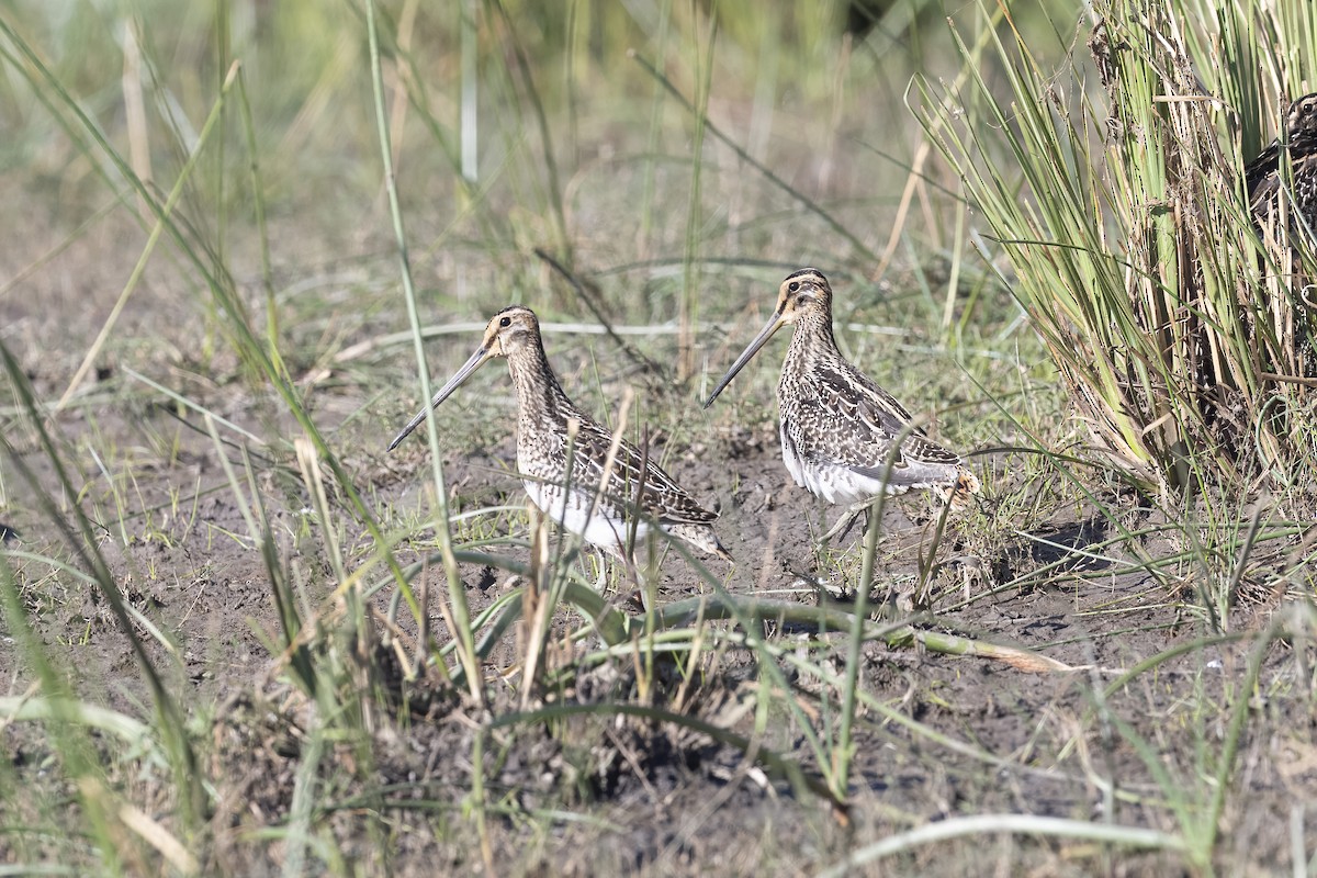 African Snipe - ML641836654