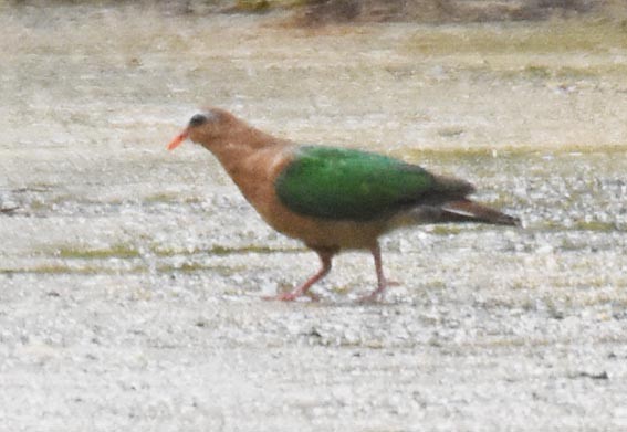 Asian Emerald Dove - ML641836655