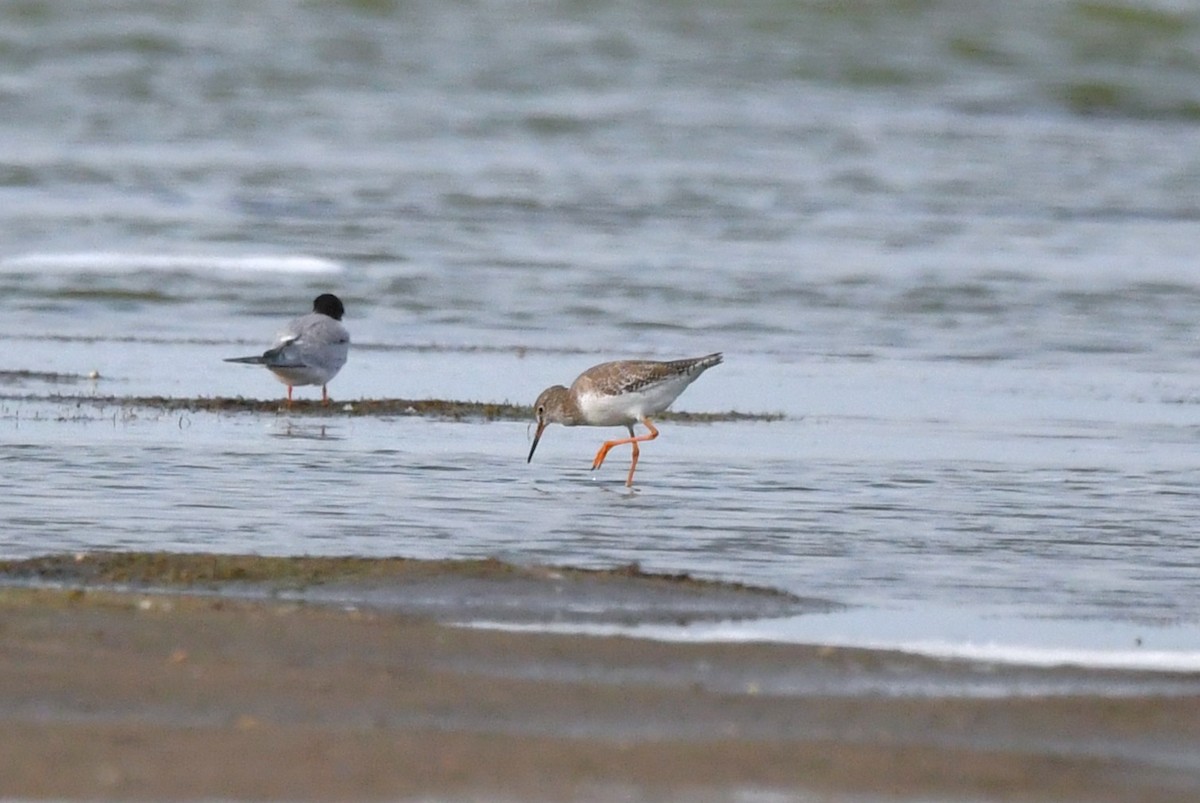 vodouš rudonohý - ML641836656