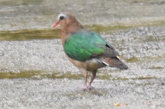 Asian Emerald Dove - ML641836658