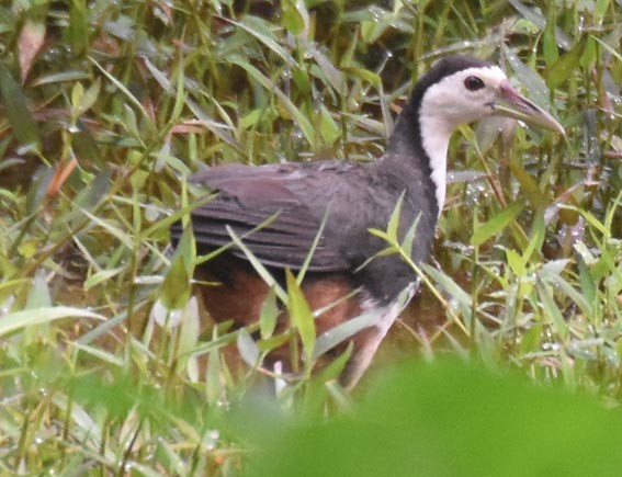 White-breasted Waterhen - ML641836666