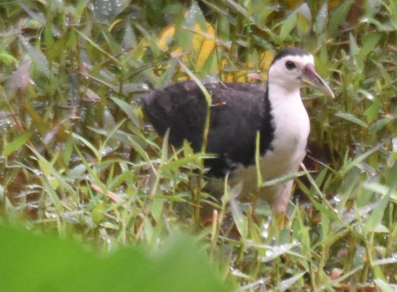 White-breasted Waterhen - ML641836668
