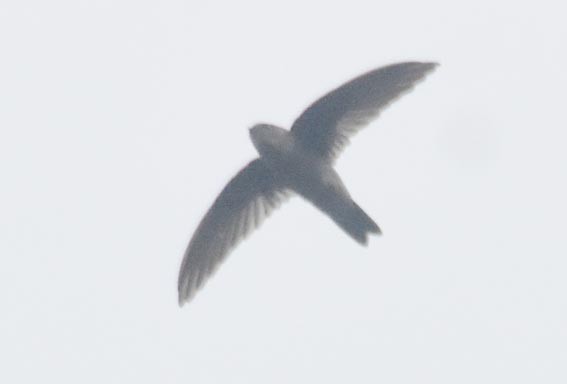 Indian Swiftlet - ML641836675