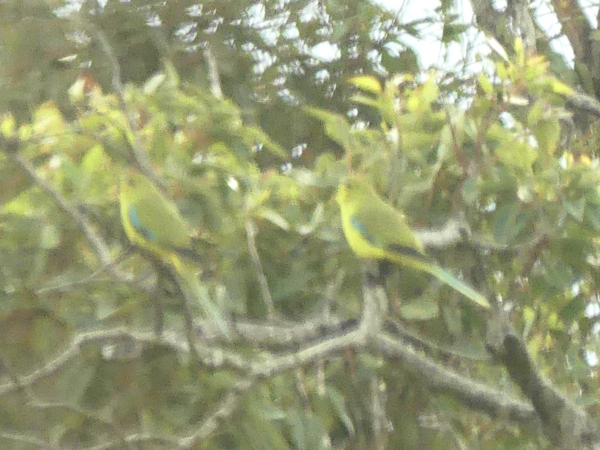 Elegant Parrot - ML641836701