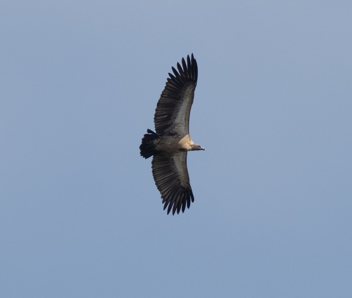 White-backed Vulture - ML641836703