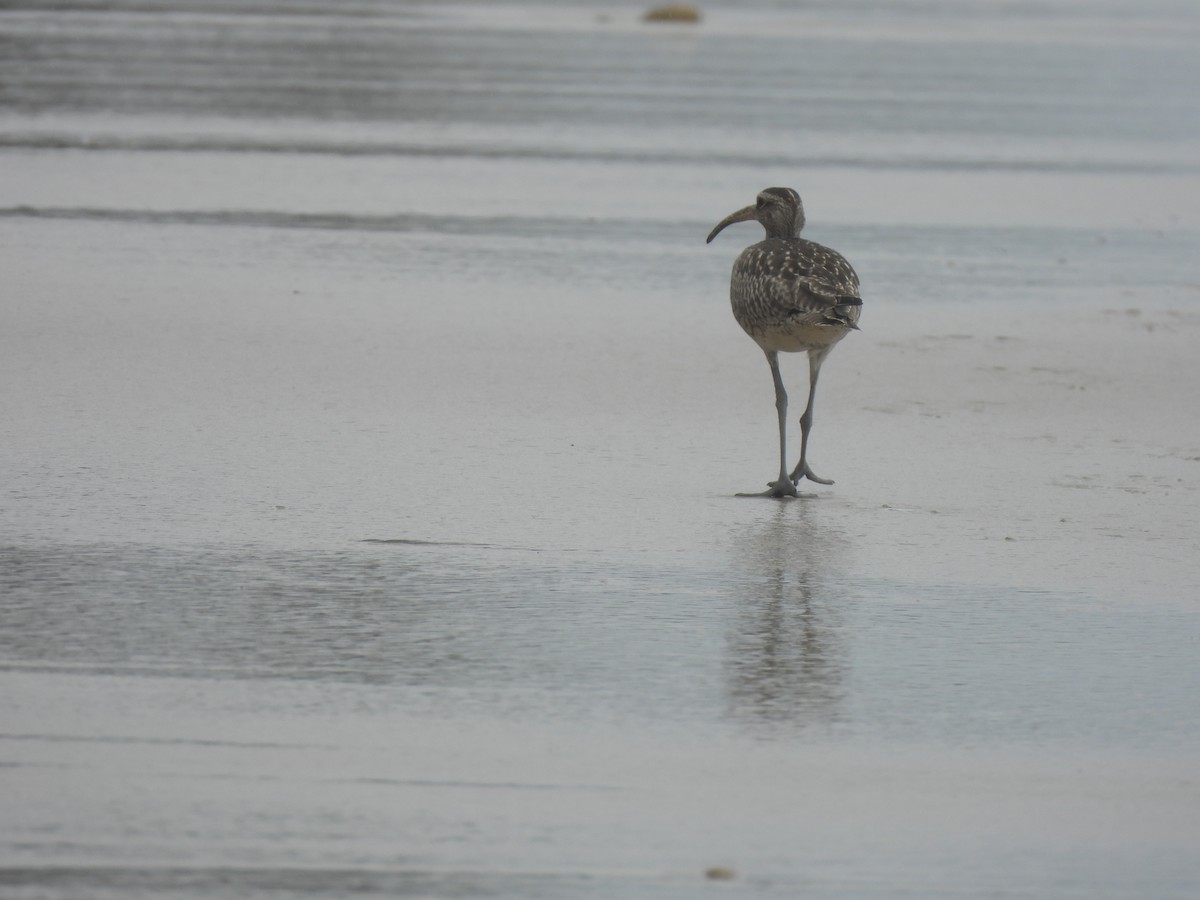 Whimbrel - ML641836707
