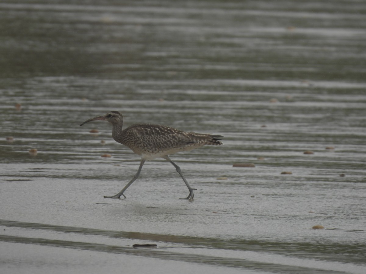 Whimbrel - ML641836708
