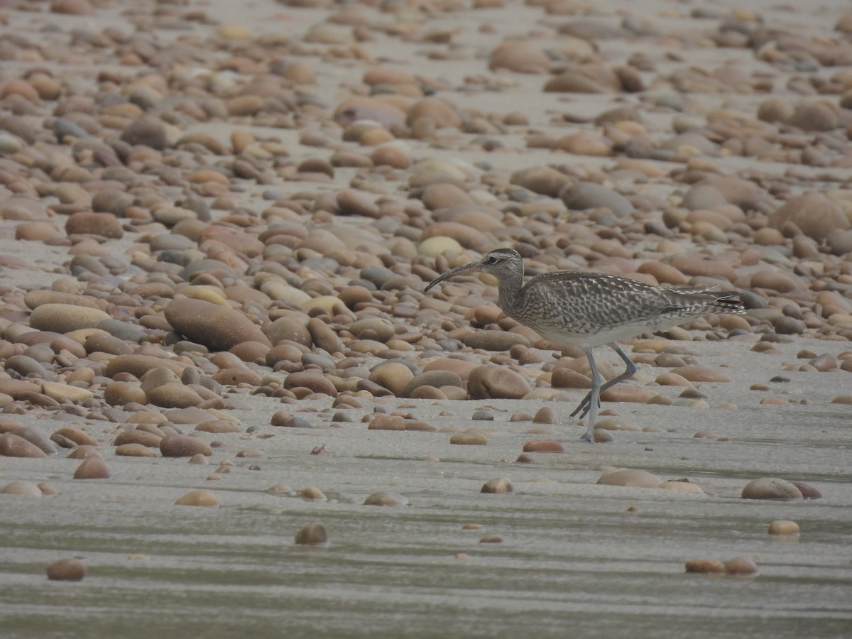 Whimbrel - ML641836709