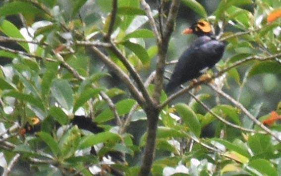 Southern Hill Myna - ML641836713