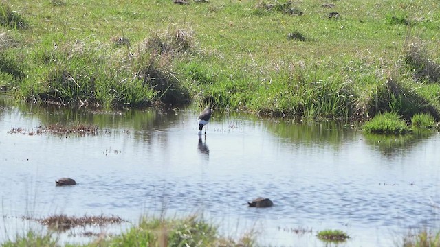 Pied Stilt - ML641836718