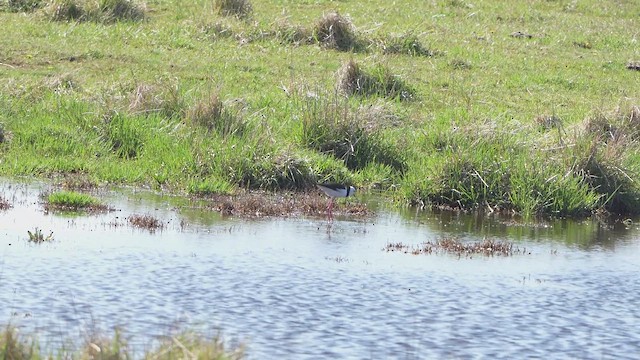 Pied Stilt - ML641836719