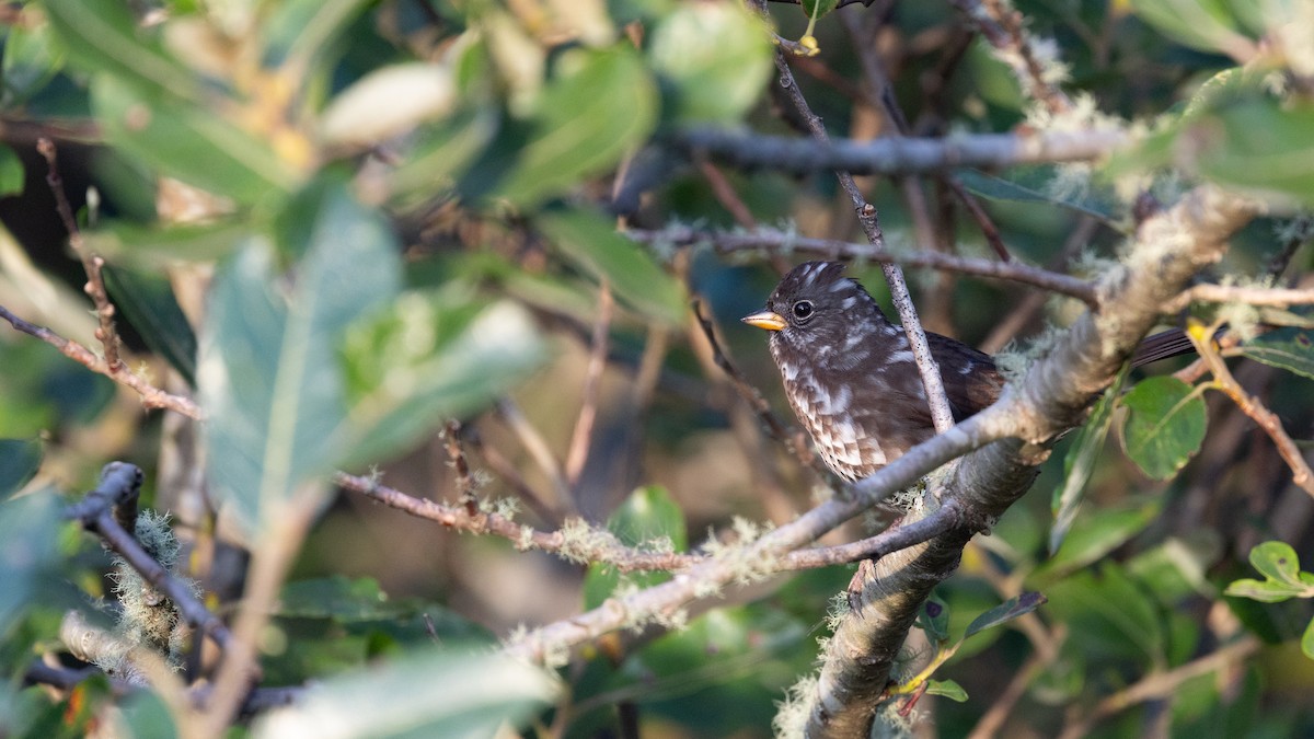 Fox Sparrow (Sooty) - ML641836721