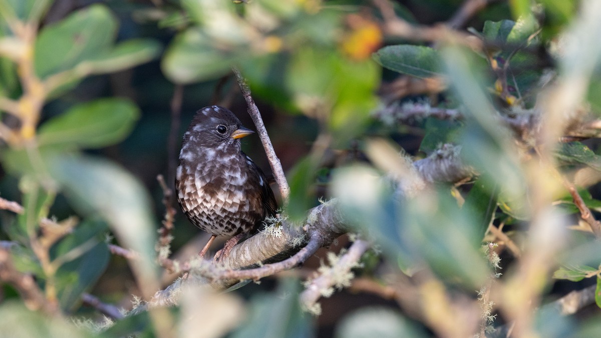 Fox Sparrow (Sooty) - ML641836722