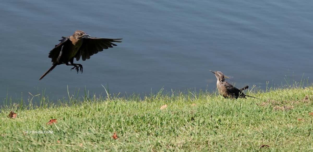 Great-tailed Grackle - ML641836725