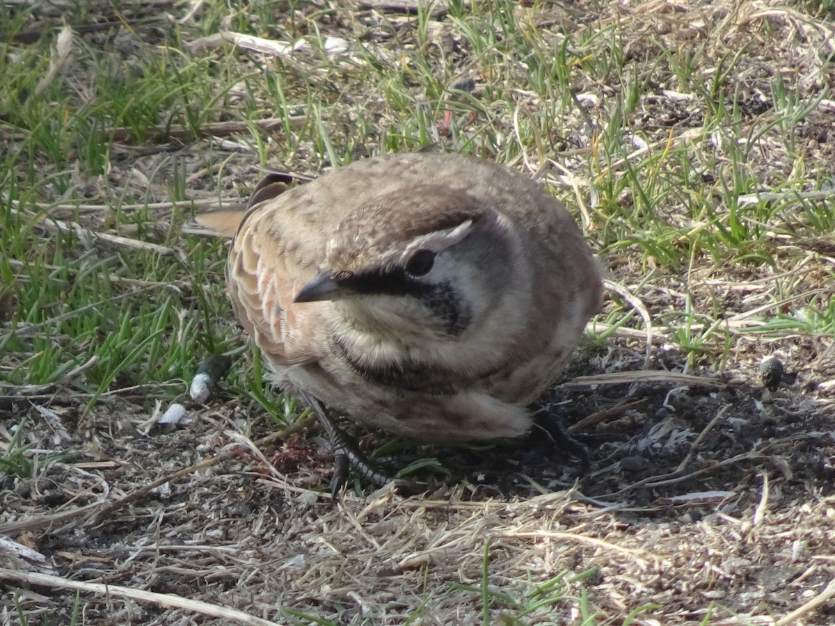 Horned Lark - ML641836735