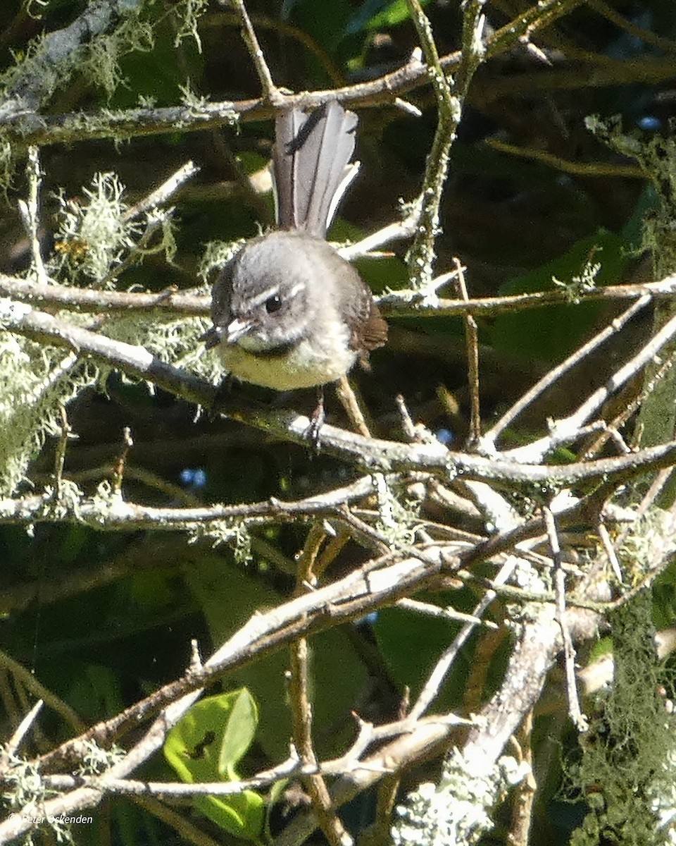 Gray Fantail - ML641836737