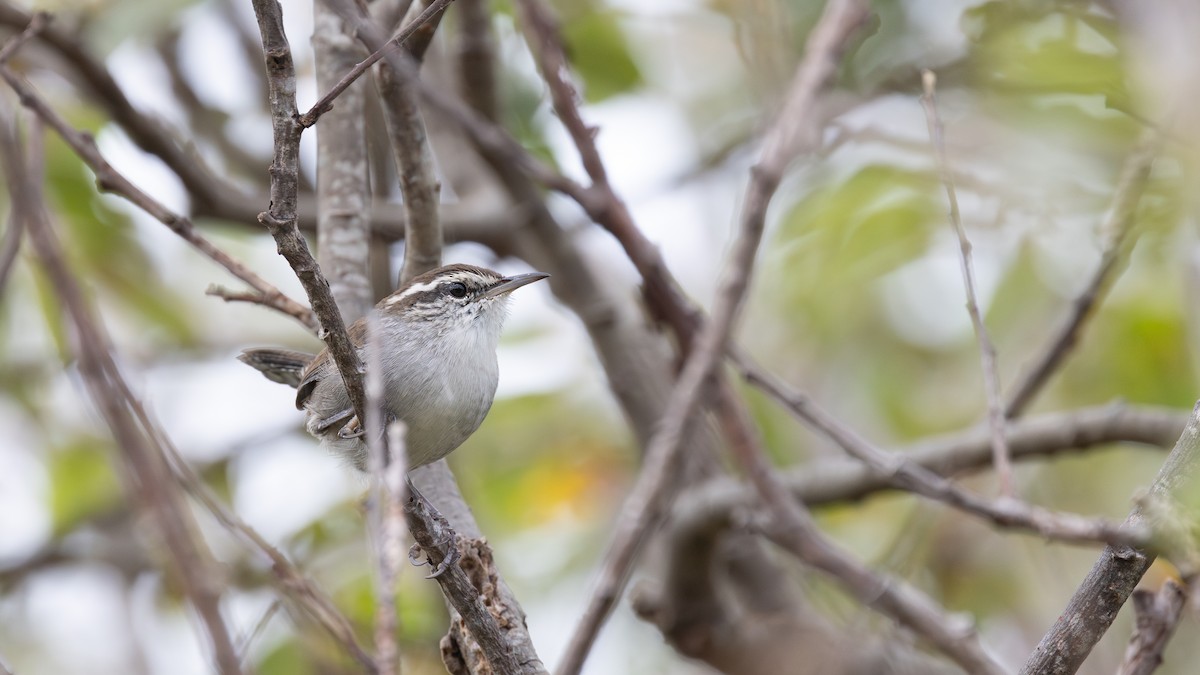 Bewick's Wren (spilurus Group) - ML641836742
