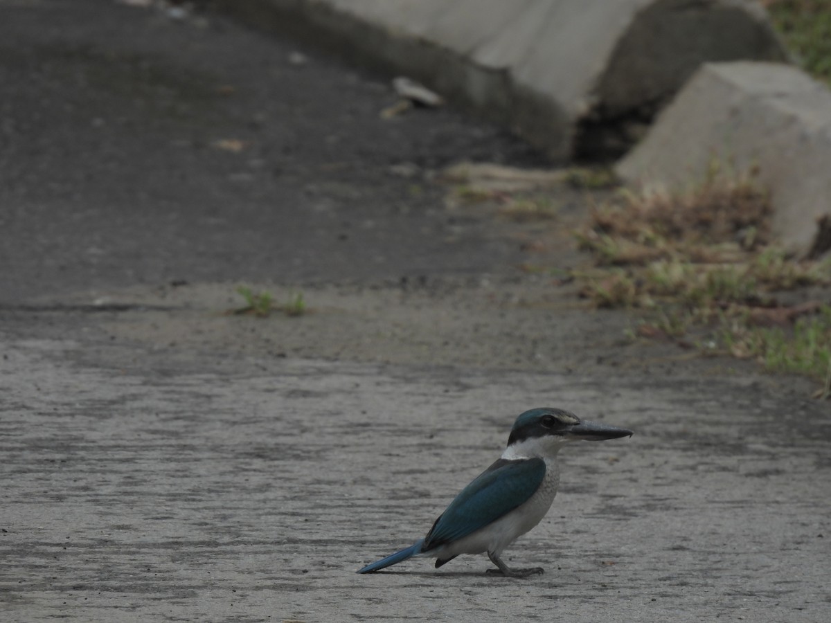 Collared Kingfisher - ML641836743