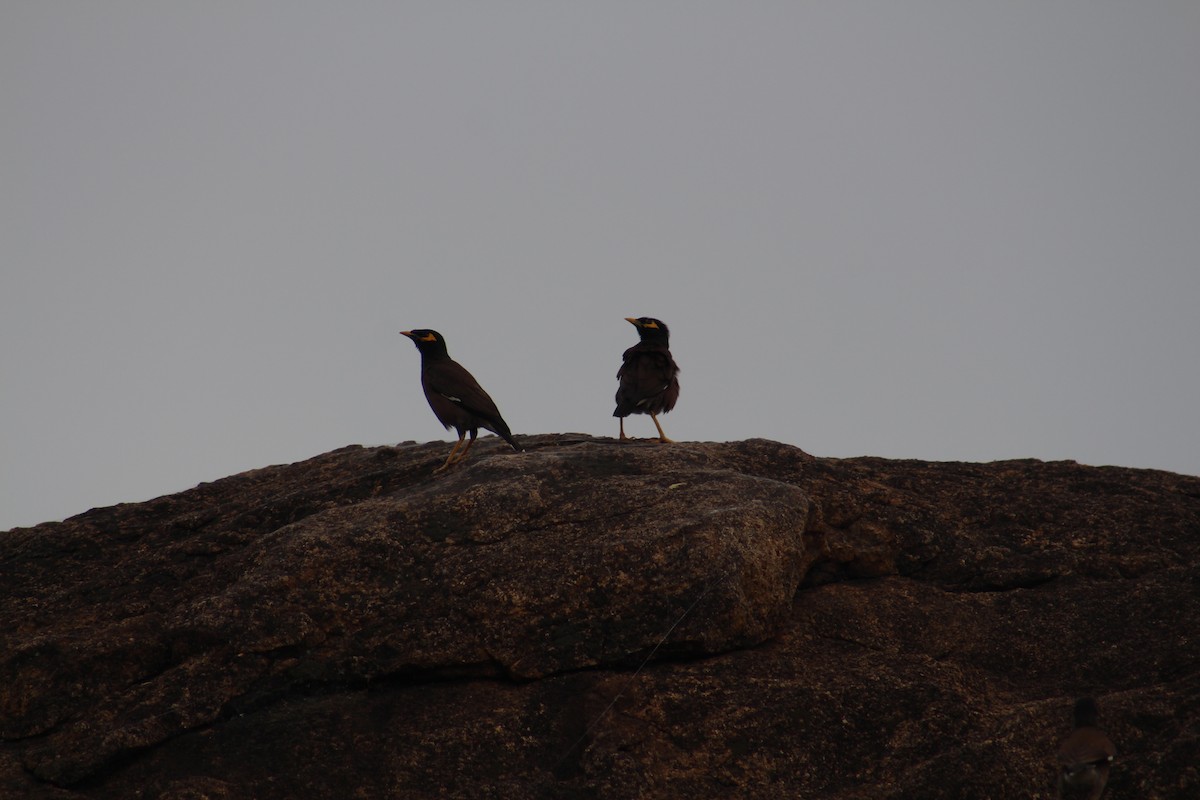 Common Myna - ML641836745