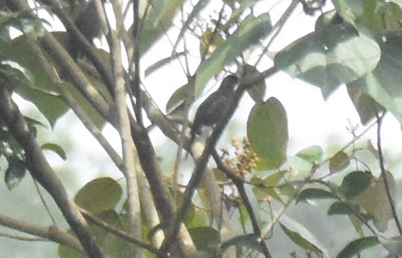 Square-tailed Bulbul - ML641836746