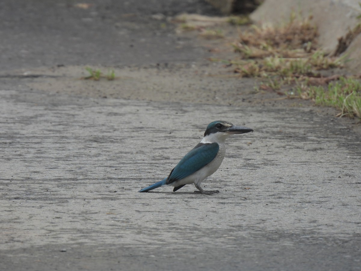 Collared Kingfisher - ML641836747
