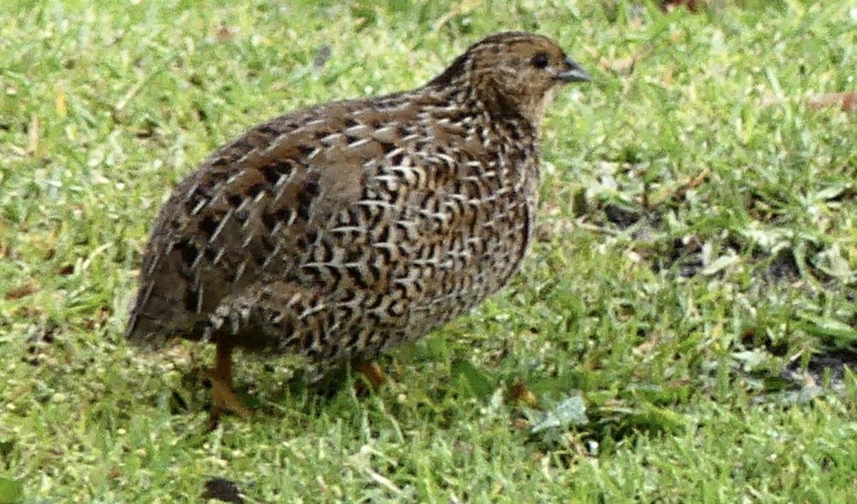Brown Quail - ML641836748