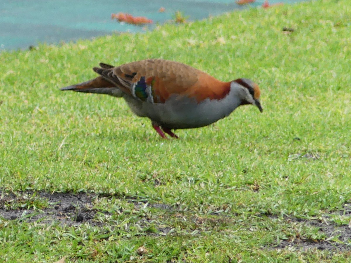Brush Bronzewing - ML641836750