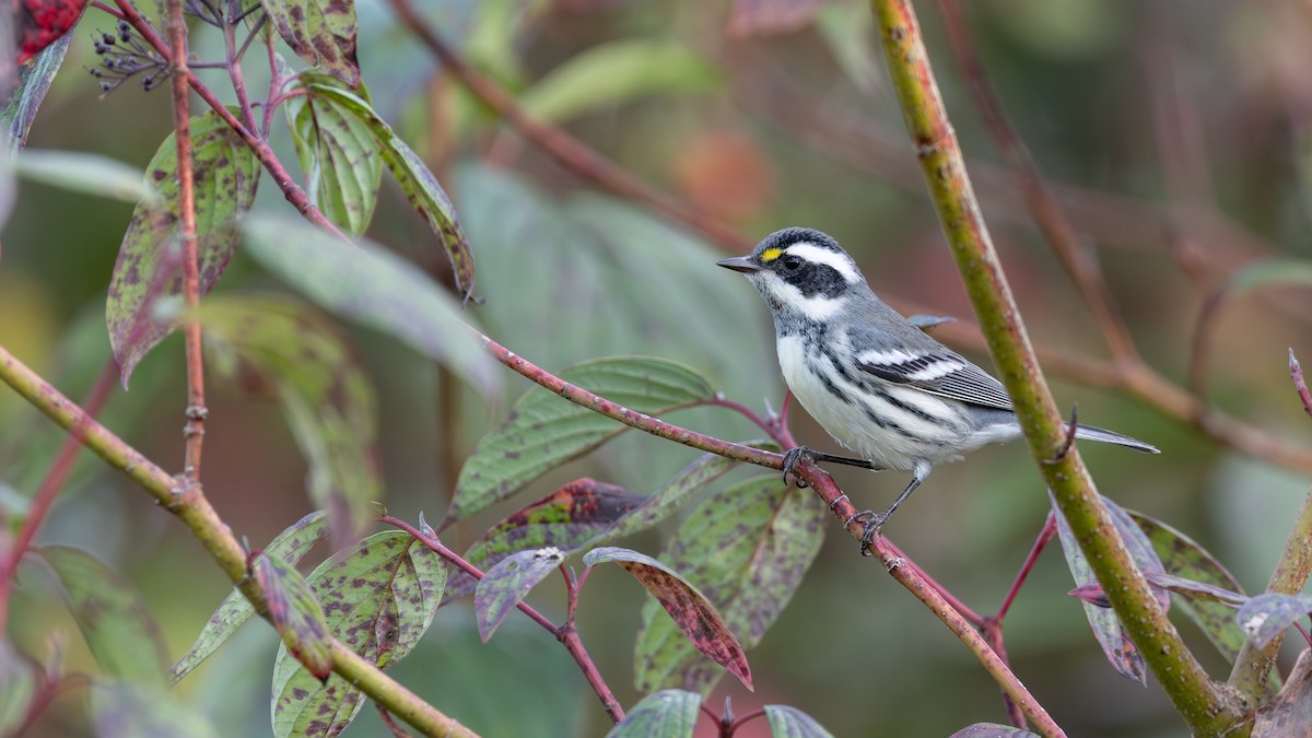Black-throated Gray Warbler - ML641836751