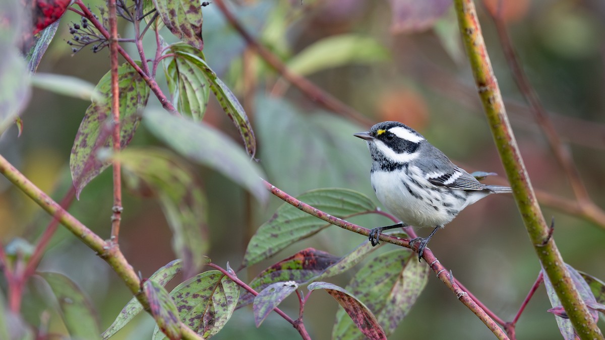 Black-throated Gray Warbler - ML641836752