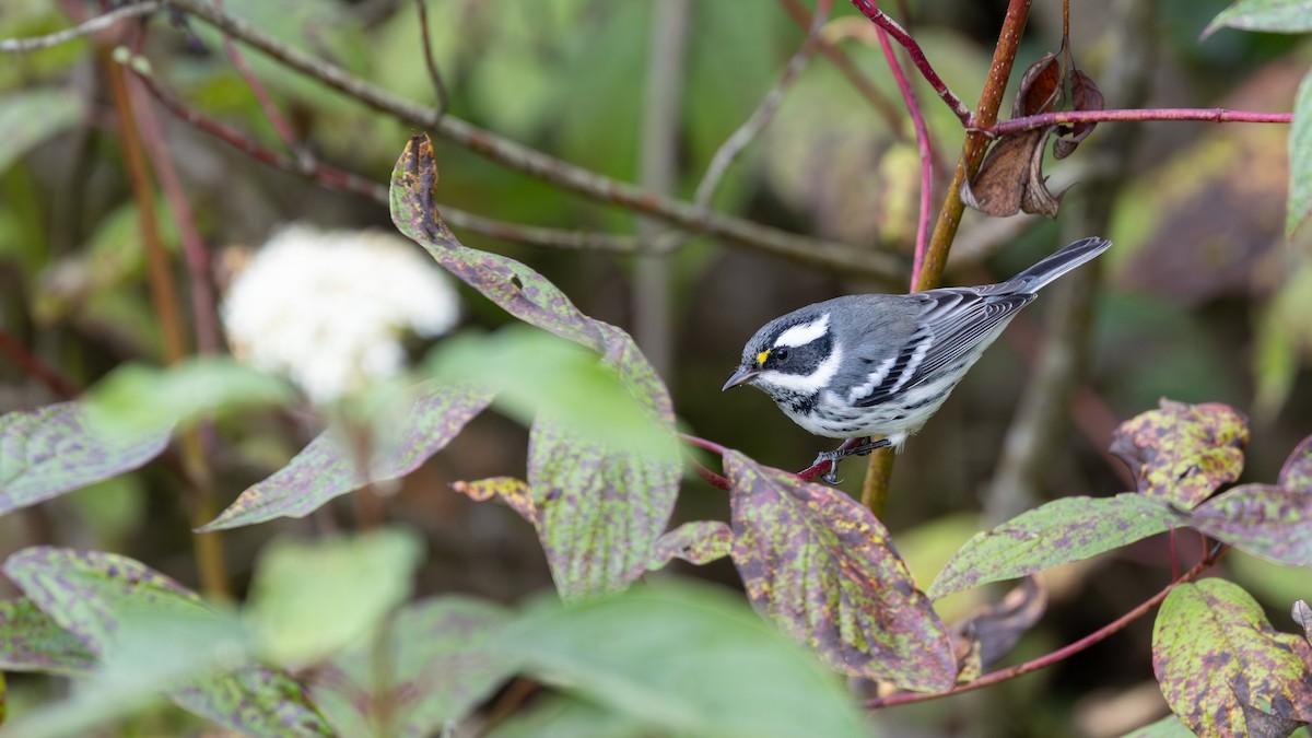 Black-throated Gray Warbler - ML641836753