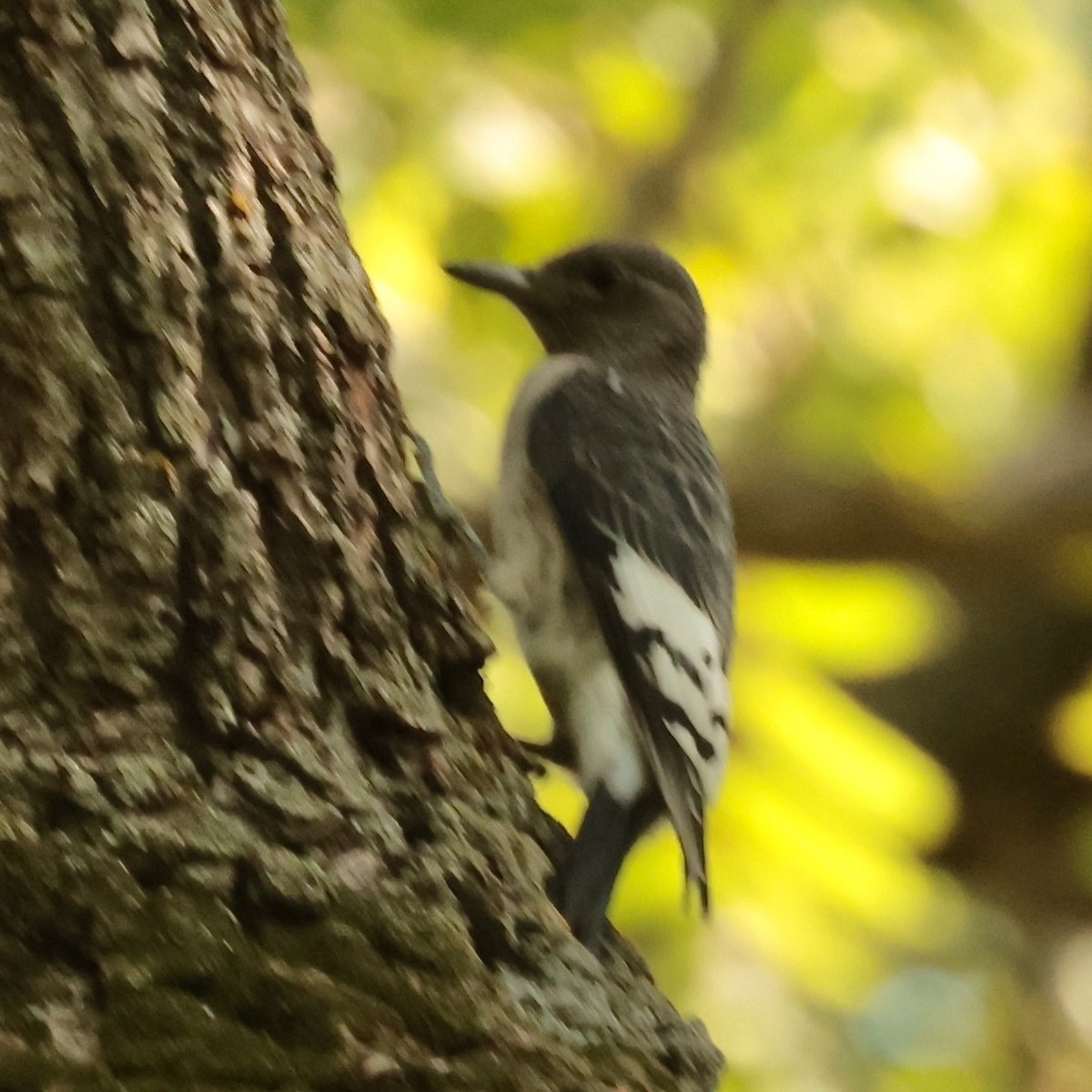 Red-headed Woodpecker - ML641836755