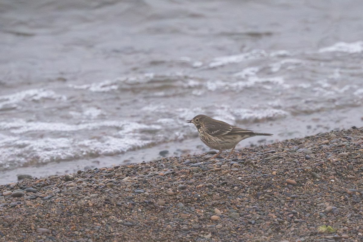 Siberian Pipit - ML641836756