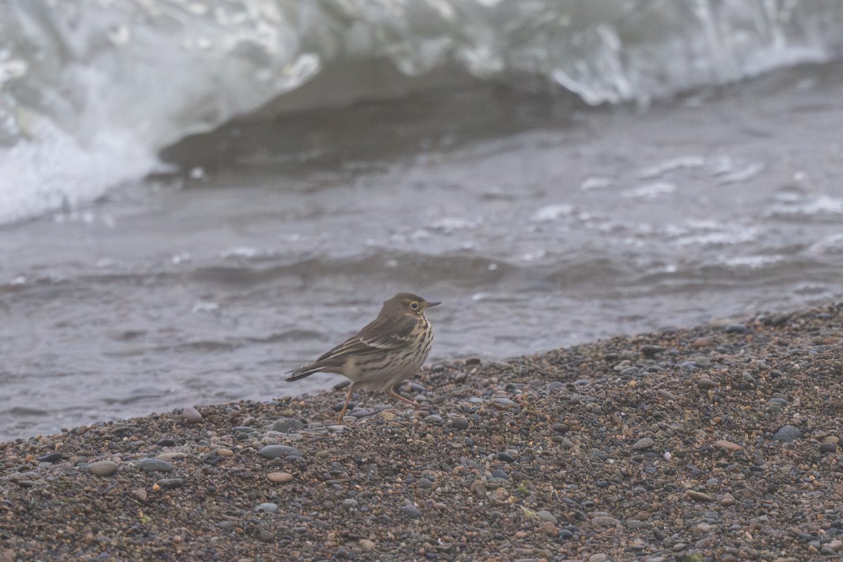 Siberian Pipit - ML641836757