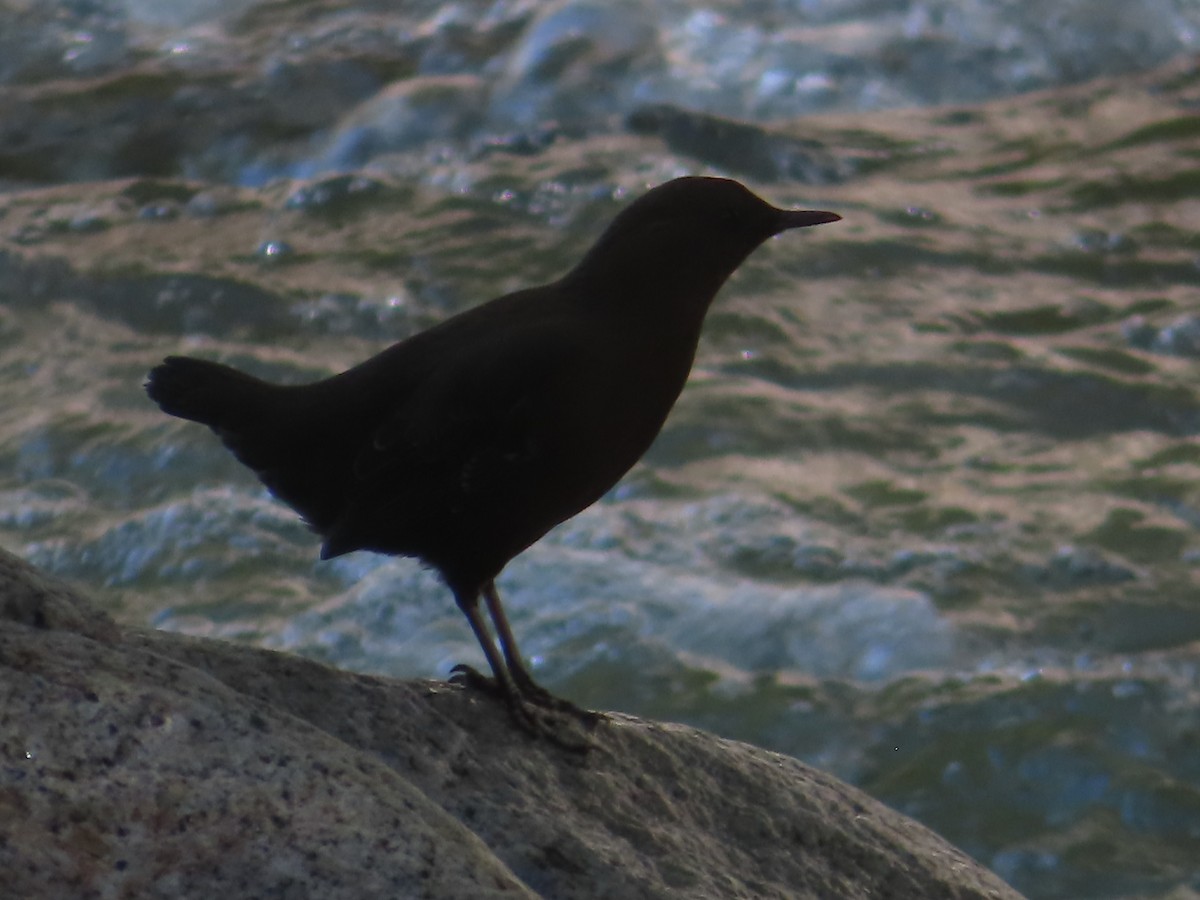 Brown Dipper - ML641836758