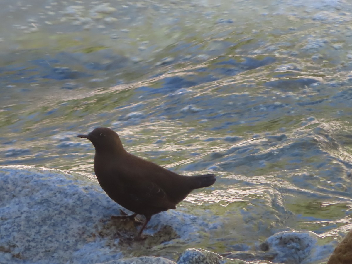 Brown Dipper - ML641836759