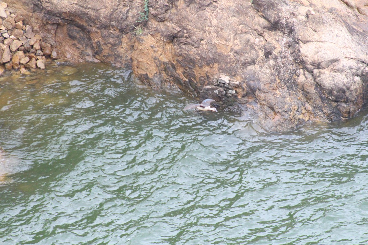Knob-billed Duck - ML641836760