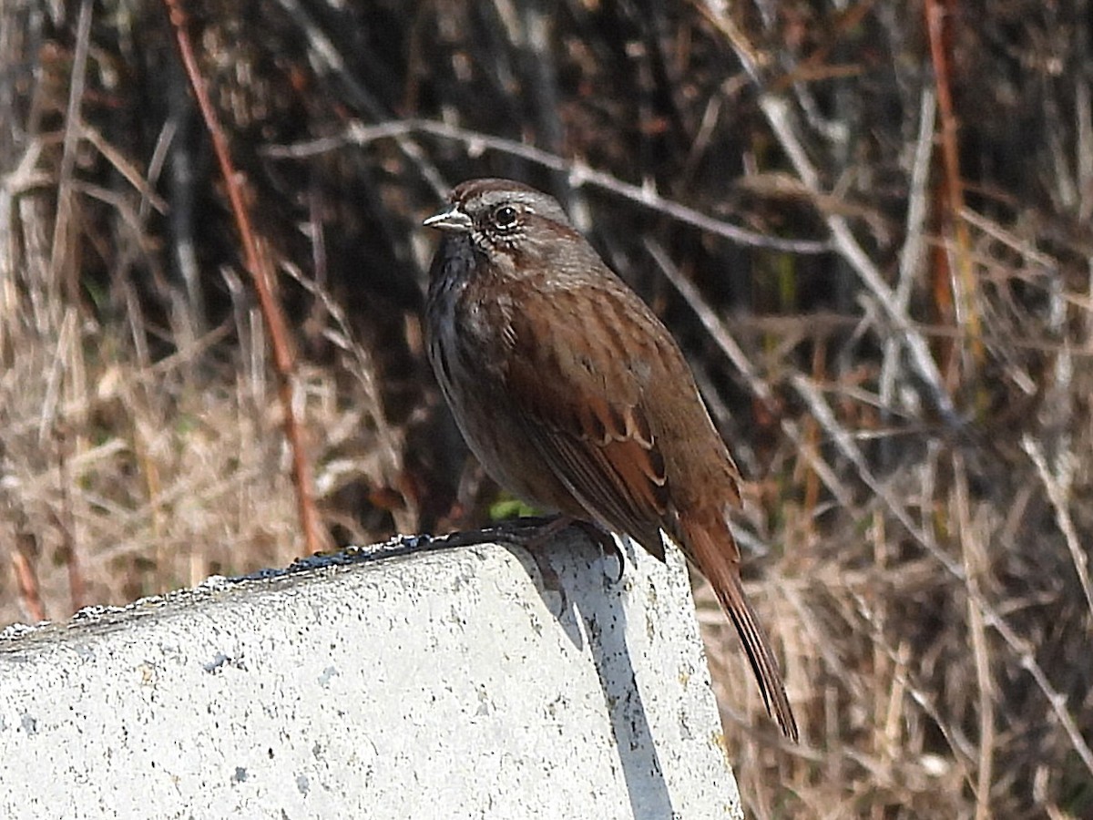 Song Sparrow - ML641836762