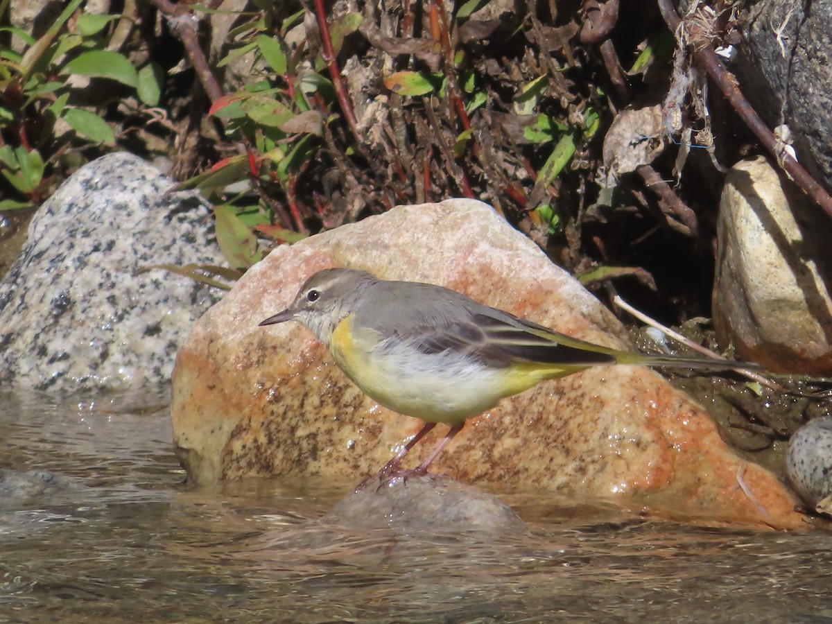 Gray Wagtail - ML641836763