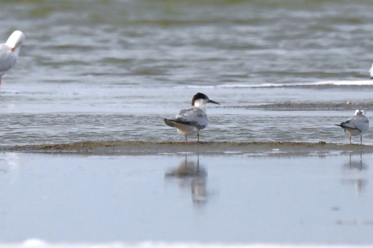 Common Tern - ML641836766