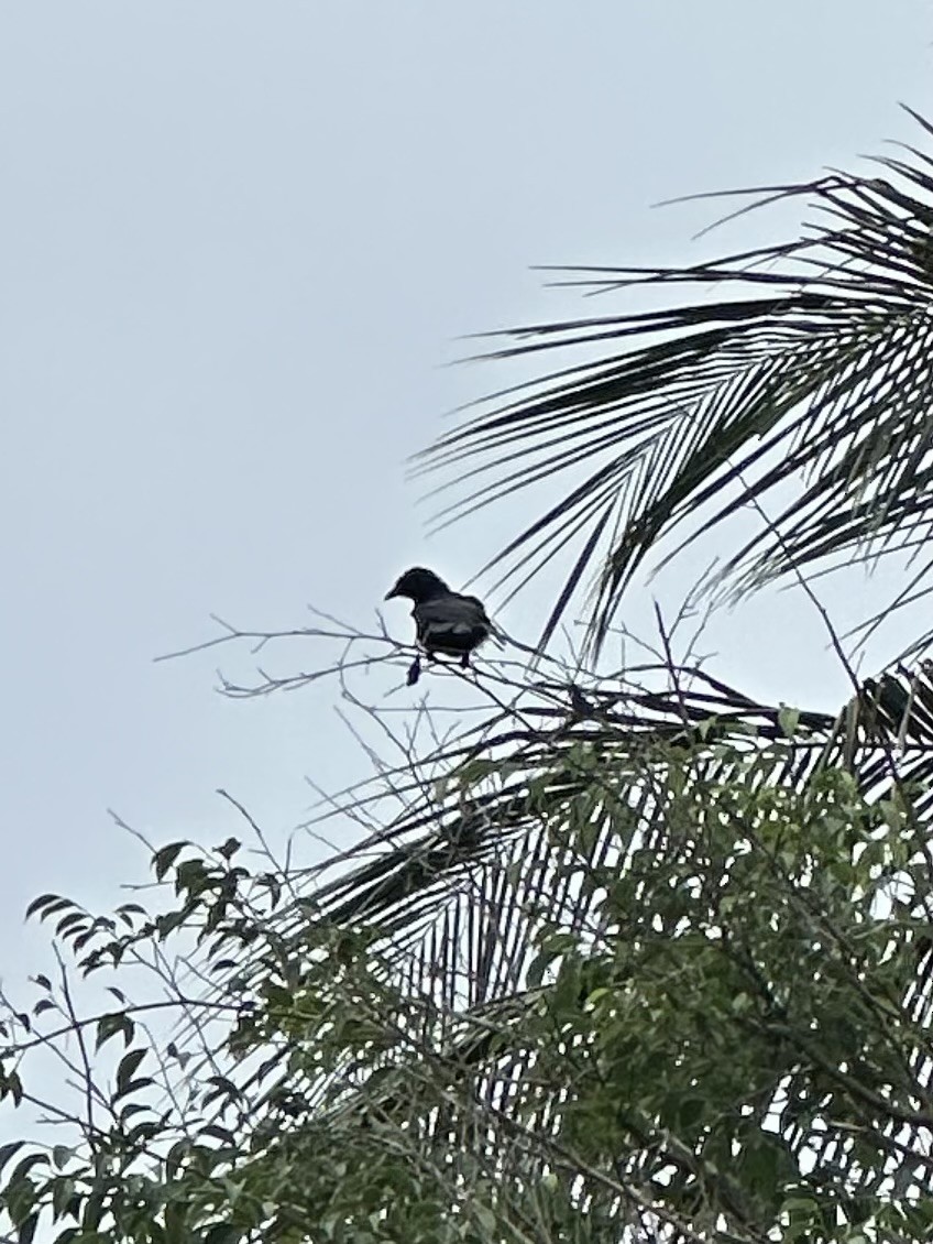 Greater Racket-tailed Drongo - ML641836767