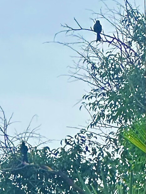 Greater Racket-tailed Drongo - ML641836772