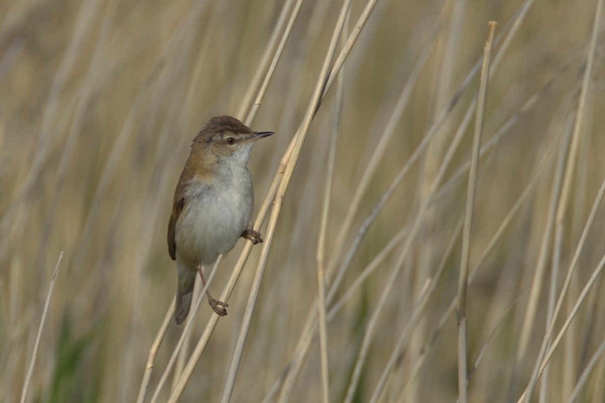 Paddyfield Warbler - ML641836788