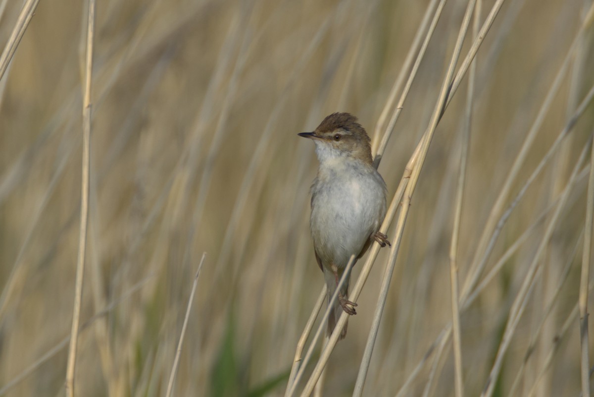 Paddyfield Warbler - ML641836789