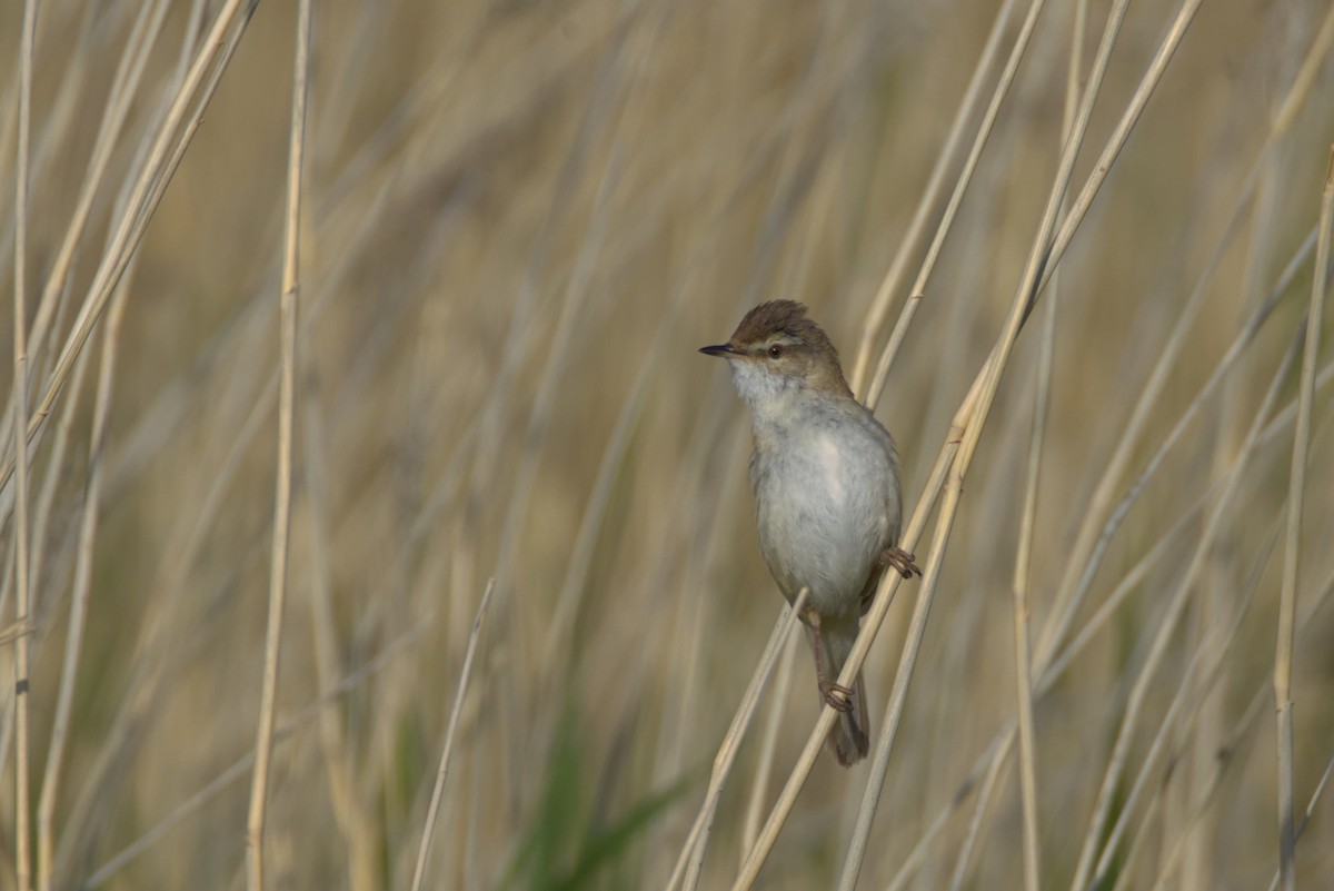 Paddyfield Warbler - ML641836790